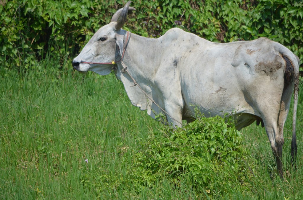 don't eat animals they are kool