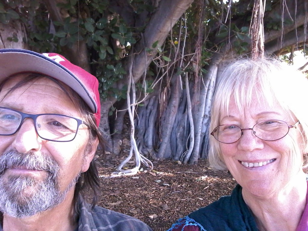 banyan tree at the Honolulu Zoo