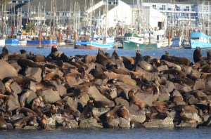 sea lions in Newport, Oregon