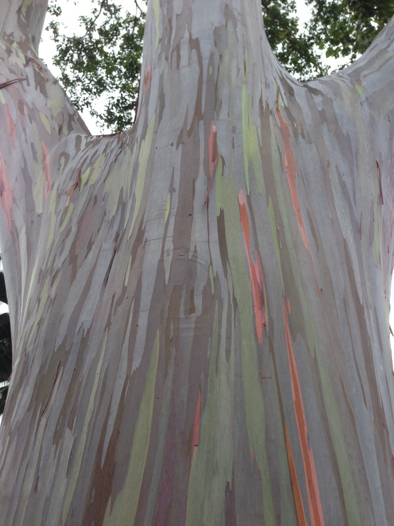 mindanao gum (Rainbow eucalyptus) at Dole Pineapple Plantation