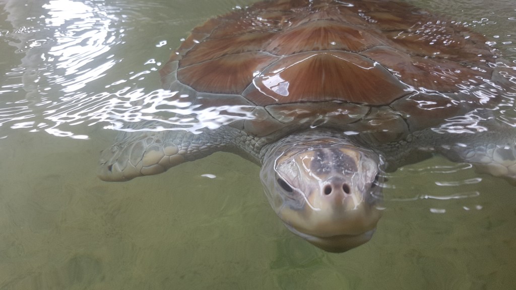 Induruwa Sea Turtle Conservation Center