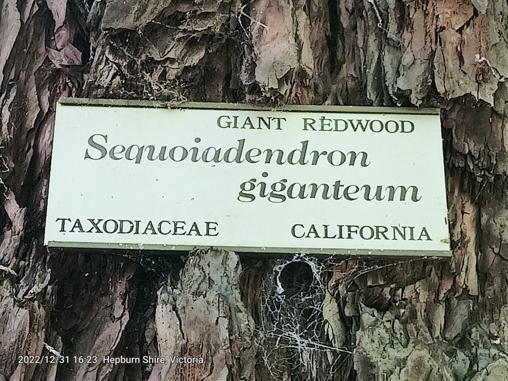 giant redwood in Hepburn Springs