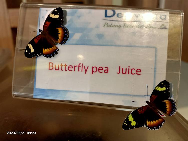 Butterfly Pea (pee?) juice