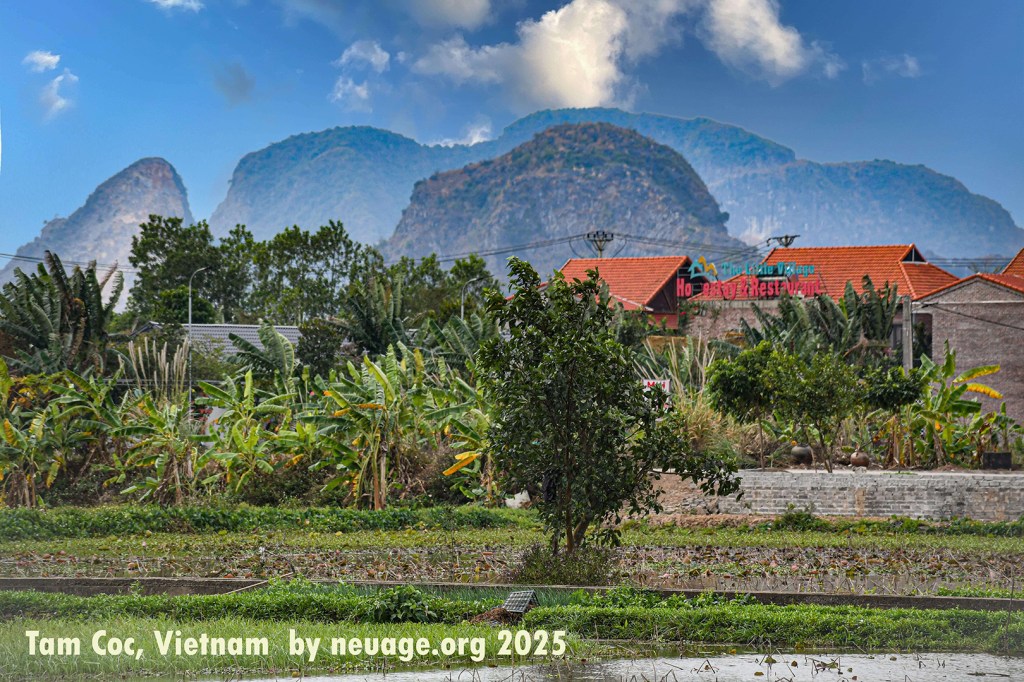 rice fields of Ninh Binh
