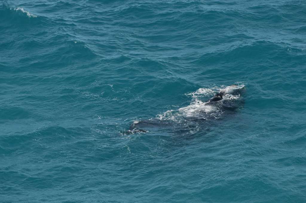 Head of the Bite whale centre