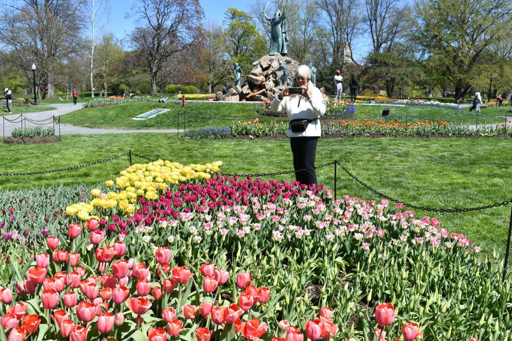 Dutch woman checks out Tulips
