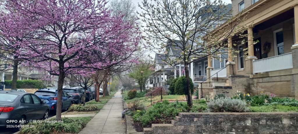 Cherry Blossoms on Chris & family street