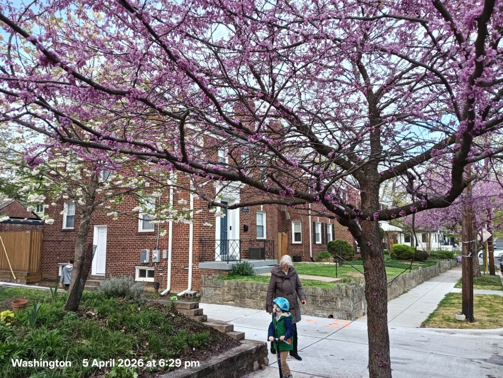 Cherry Blossoms on Chris & family street