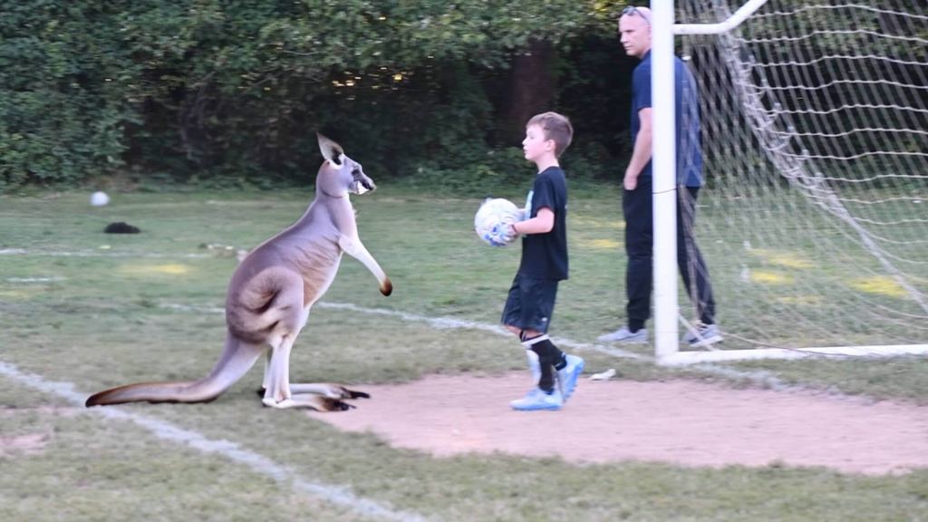 last trip when Liam was assisted by a roo from Australia - or not