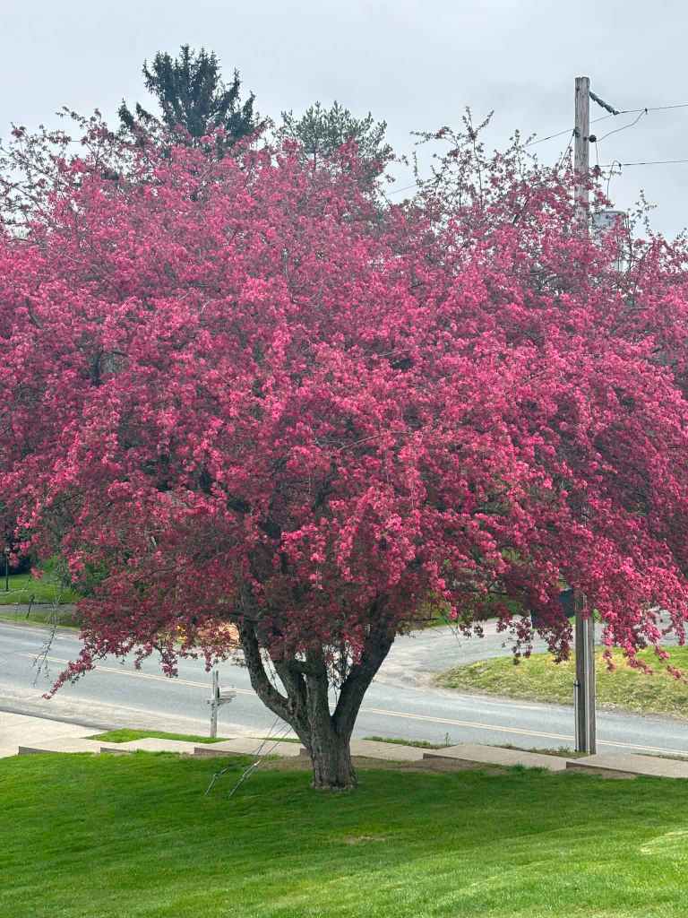tree - unrelated to me